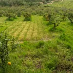 Quinta com T3+1 em Sobreiro 18