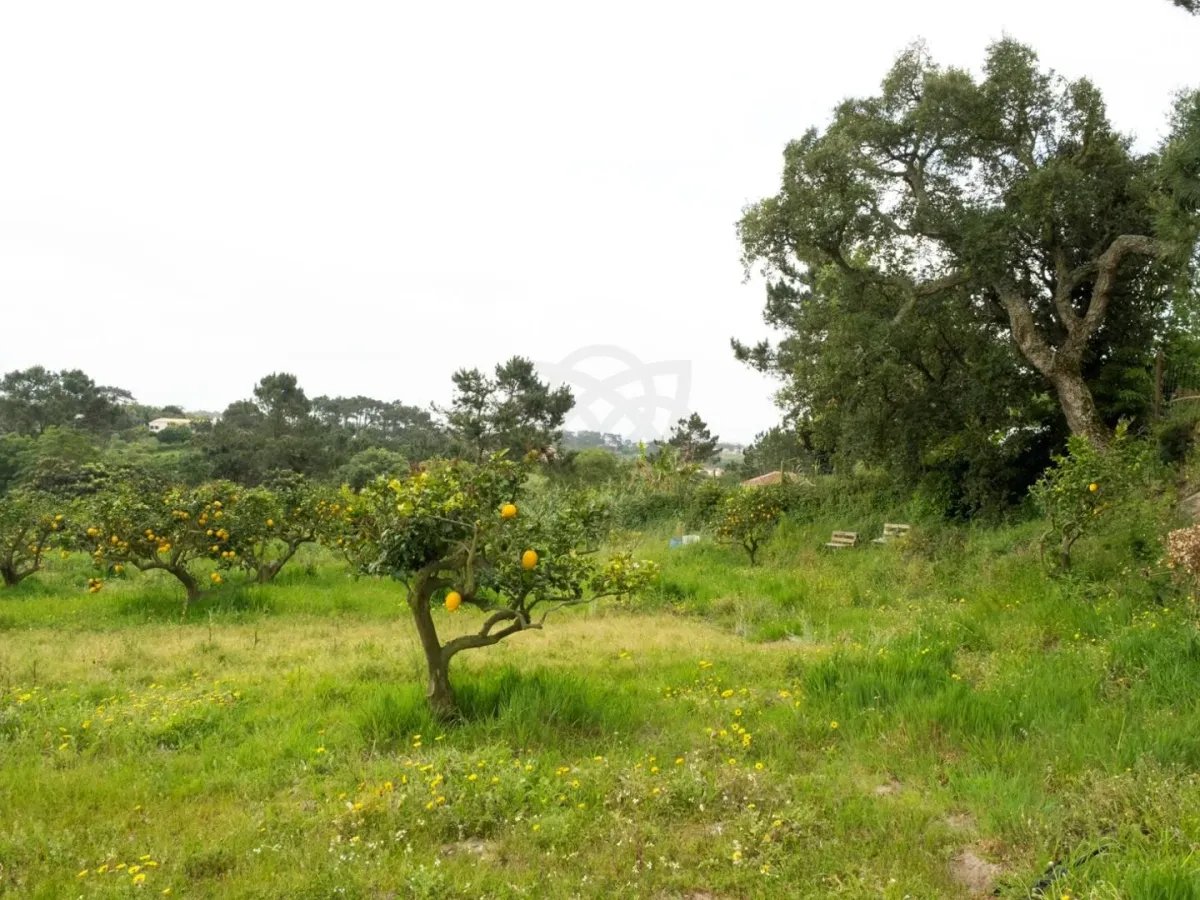 Quinta com T3+1 em Sobreiro