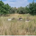 Monte Alentejano todo NOVO 12