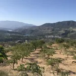 Finca de las Vistas 2