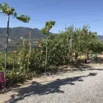 Finca de las Vistas 5