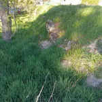 Terreno en Golmayo 3