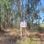 Terreno Rústico com Plantação de Eucaliptos 1