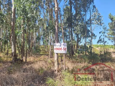 Terreno Rústico com Plantação de Eucaliptos