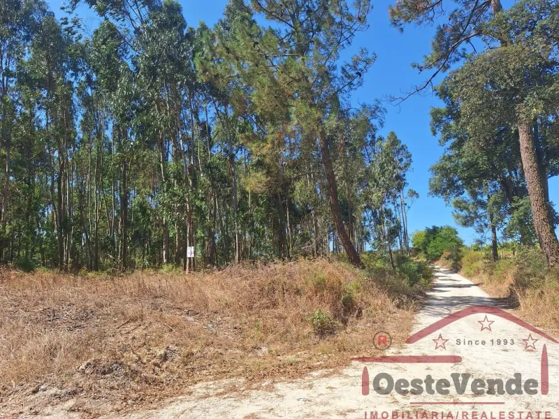 Terreno Rústico com Plantação de Eucaliptos