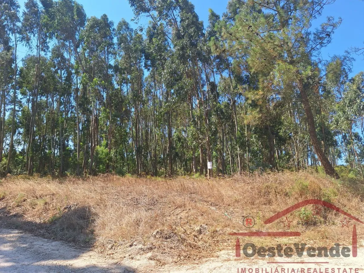 Terreno Rústico com Plantação de Eucaliptos