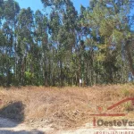 Terreno Rústico com Plantação de Eucaliptos 4