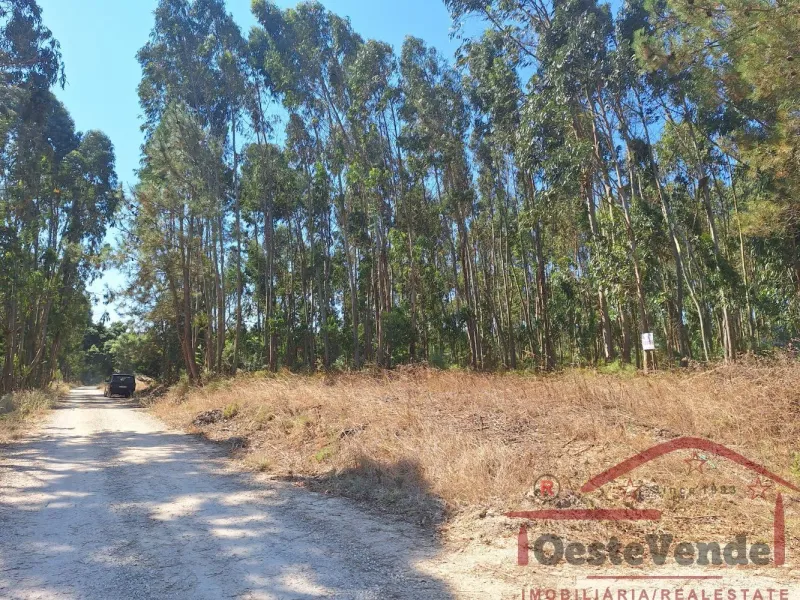Terreno Rústico com Plantação de Eucaliptos
