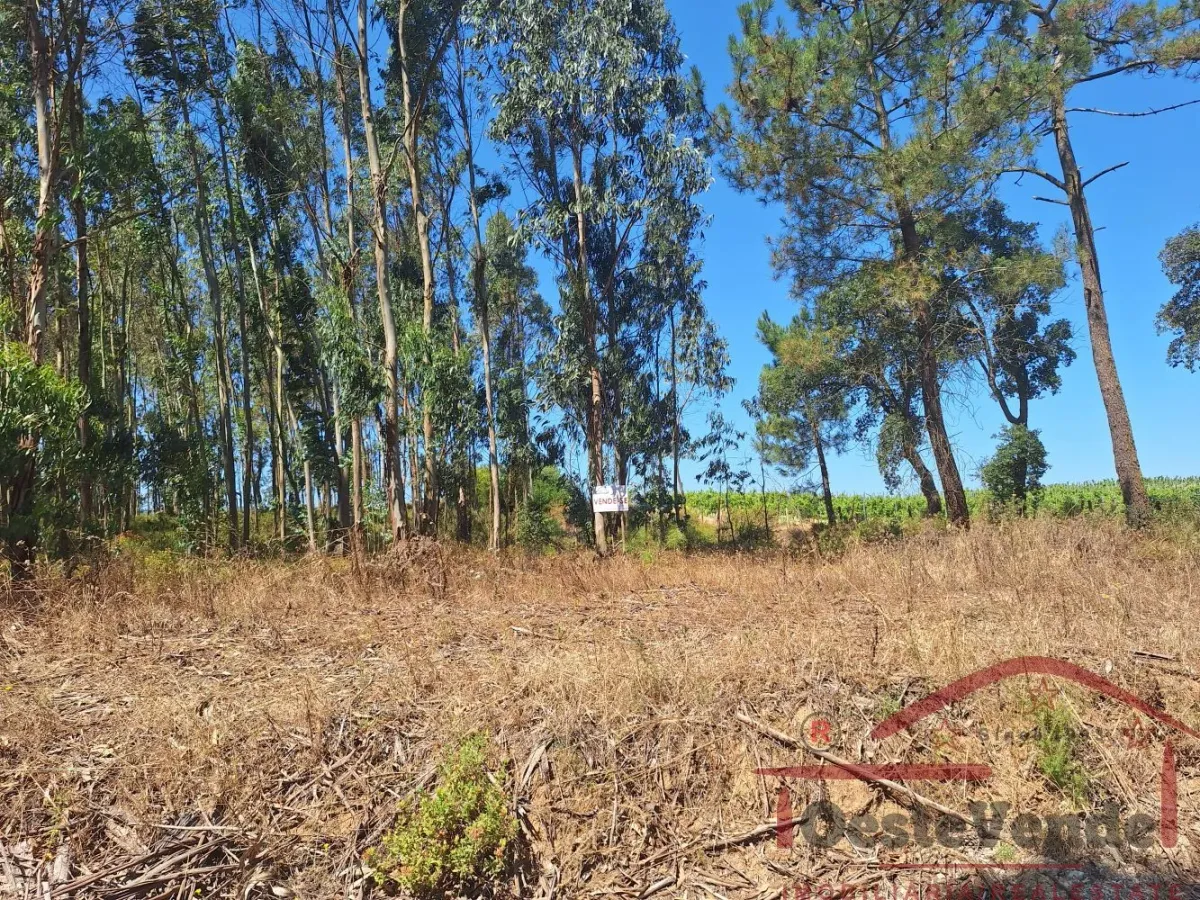 Terreno Rústico com Plantação de Eucaliptos