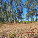 Terreno Rústico com Plantação de Eucaliptos 6