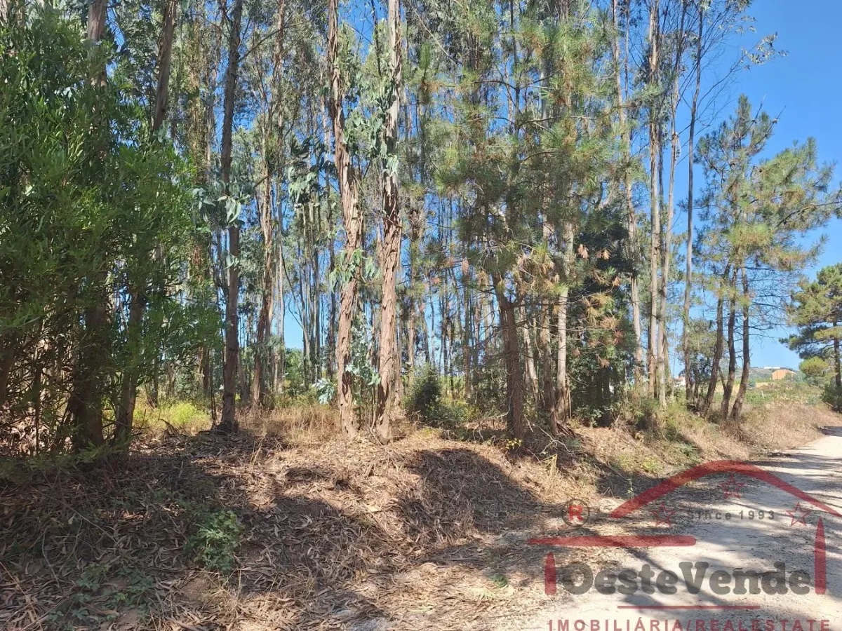 Terreno Rústico com Plantação de Eucaliptos