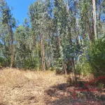 Terreno Rústico com Plantação de Eucaliptos 11