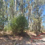 Terreno Rústico com Plantação de Eucaliptos 12