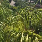 MIDDLE FLOOR APARTMENT 10