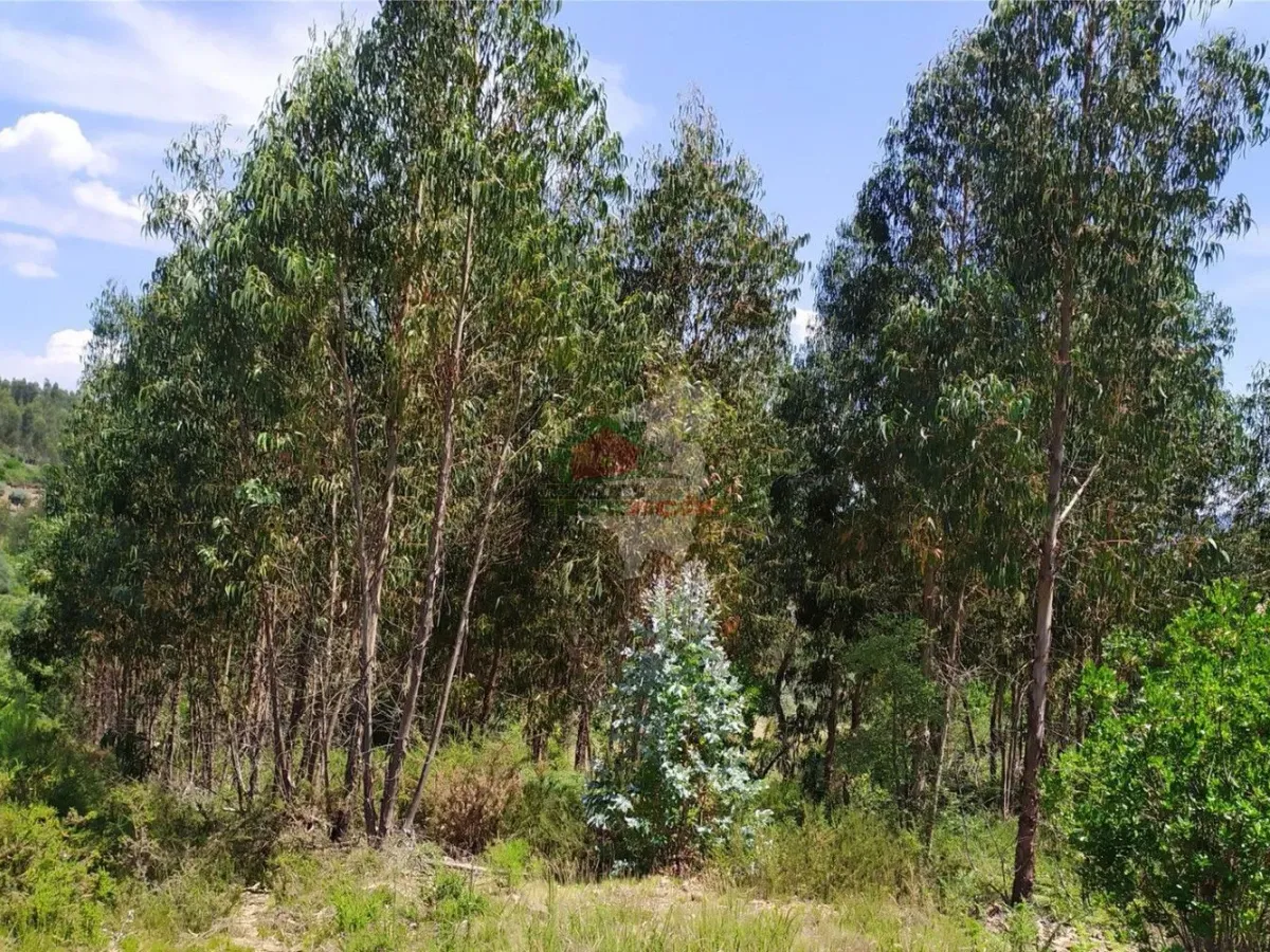 Terreno em Portela do Fojo-Machio