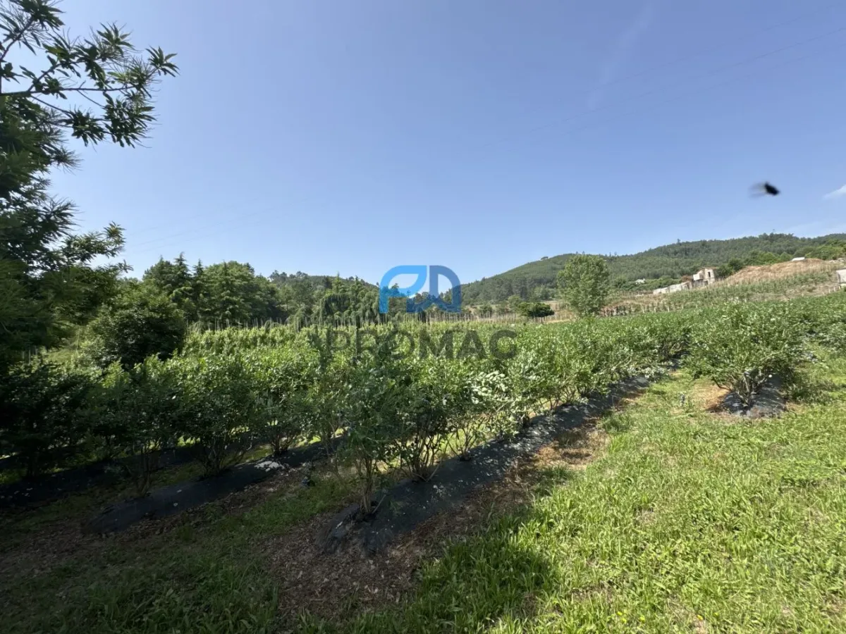 Terreno de Produção de Mirtilos