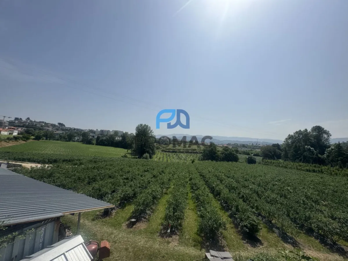 Terreno de Produção de Mirtilos