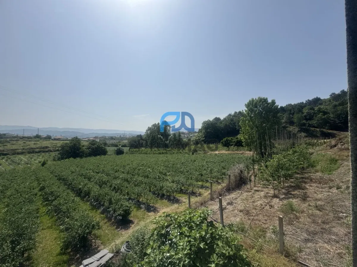 Terreno de Produção de Mirtilos