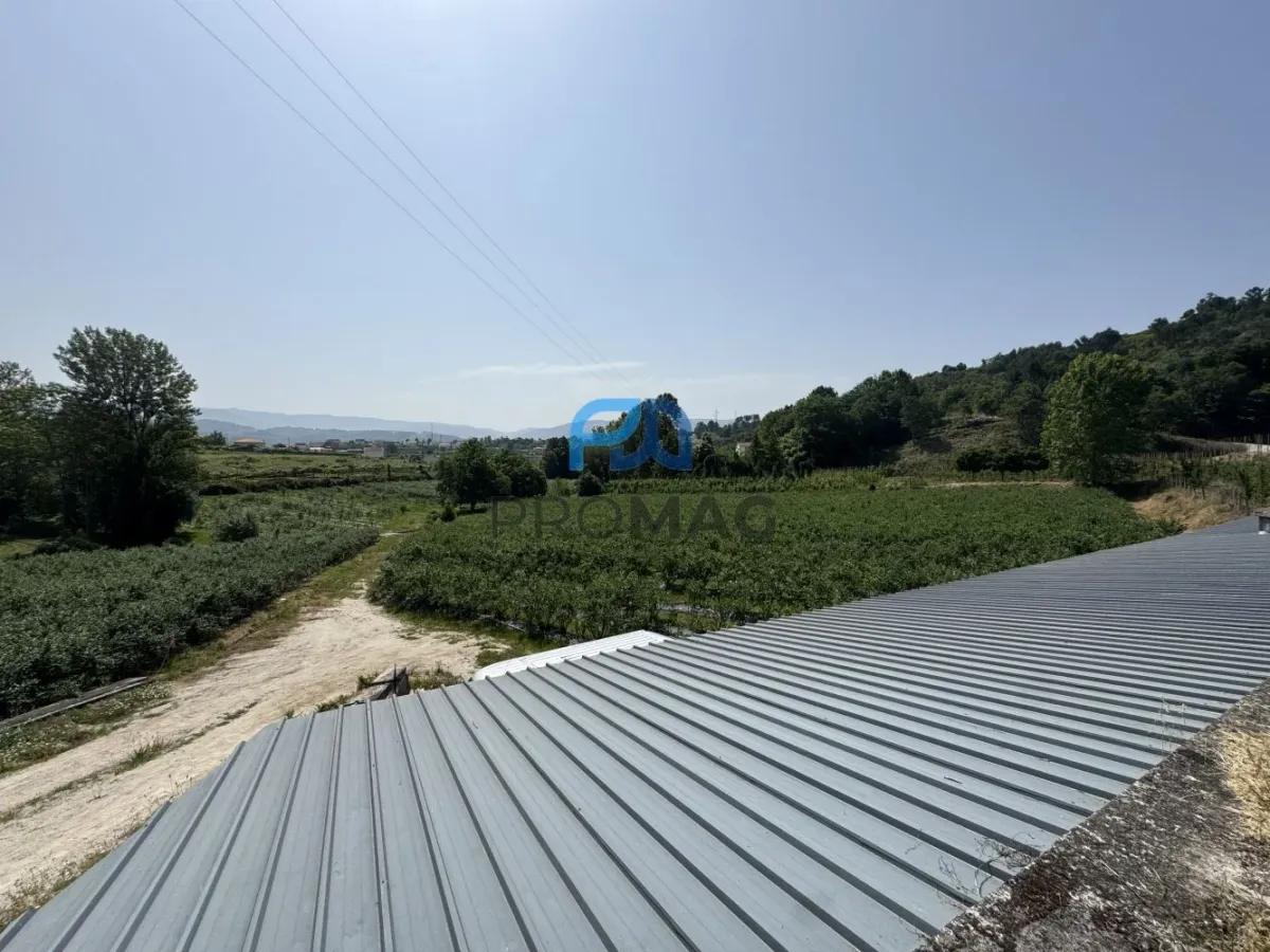 Terreno de Produção de Mirtilos