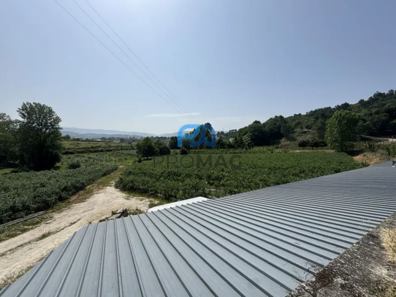 Terreno de Produção de Mirtilos