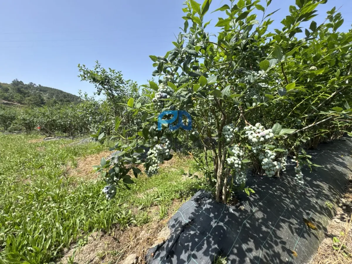 Terreno de Produção de Mirtilos