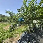 Terreno de Produção de Mirtilos 10