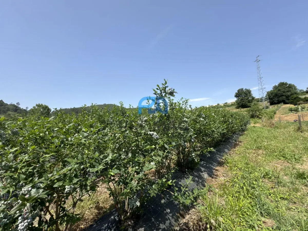 Terreno de Produção de Mirtilos