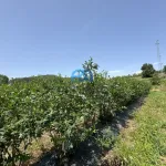 Terreno de Produção de Mirtilos 11