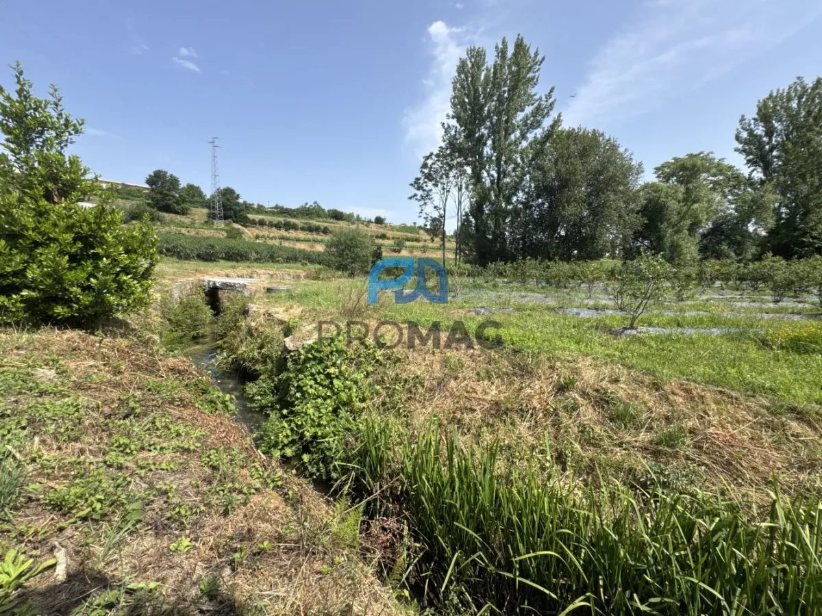Terreno de Produção de Mirtilos