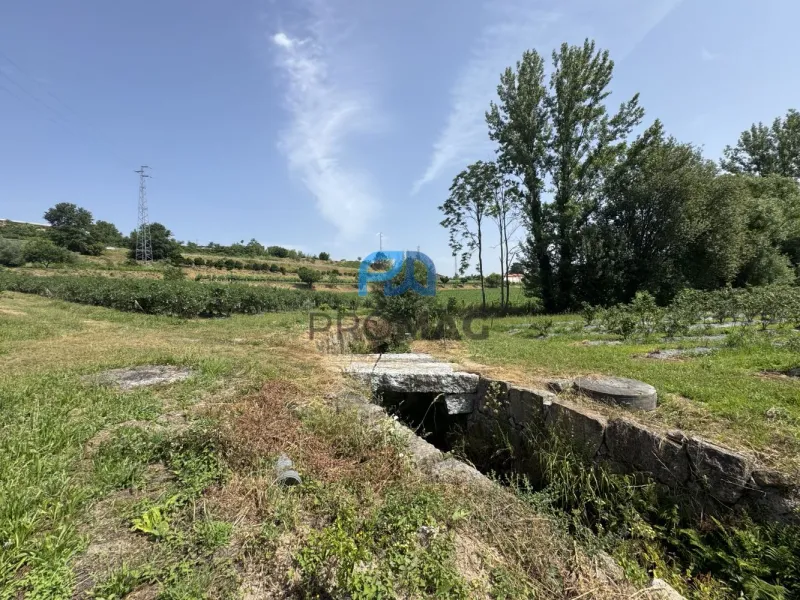 Terreno de Produção de Mirtilos