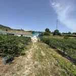 Terreno de Produção de Mirtilos 16