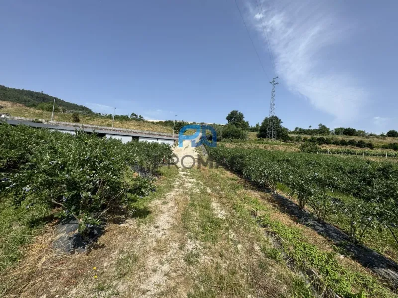 Terreno de Produção de Mirtilos