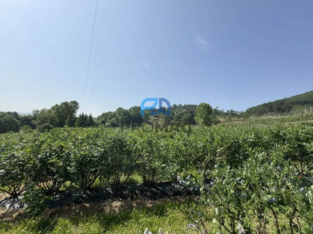 Terreno de Produção de Mirtilos