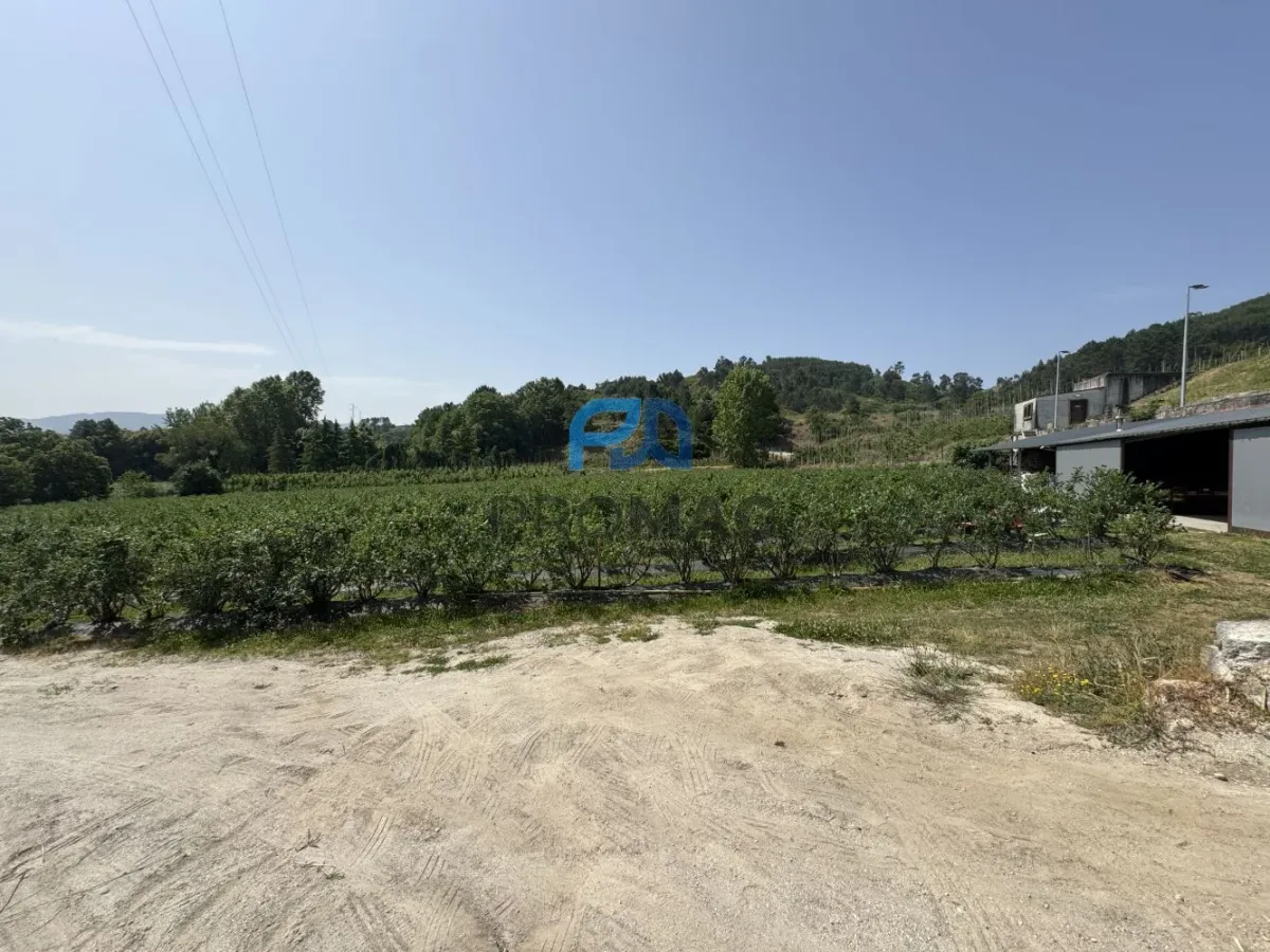 Terreno de Produção de Mirtilos