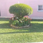 Serviços Jardinagem  8