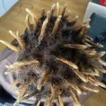 Manutenção completa de Rasta e dread 7