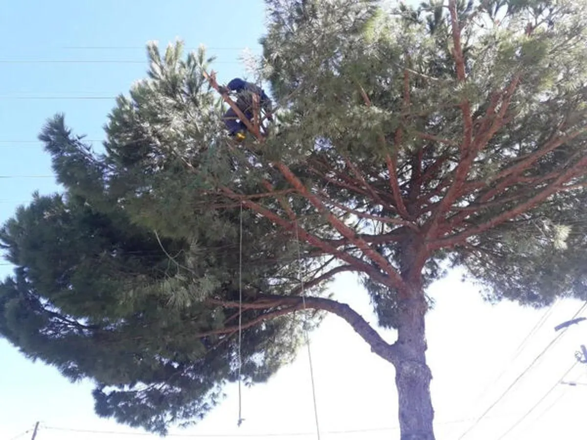 Limpezas de terrenos e abates de árvores 