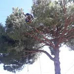 Limpezas de terrenos e abates de árvores  2