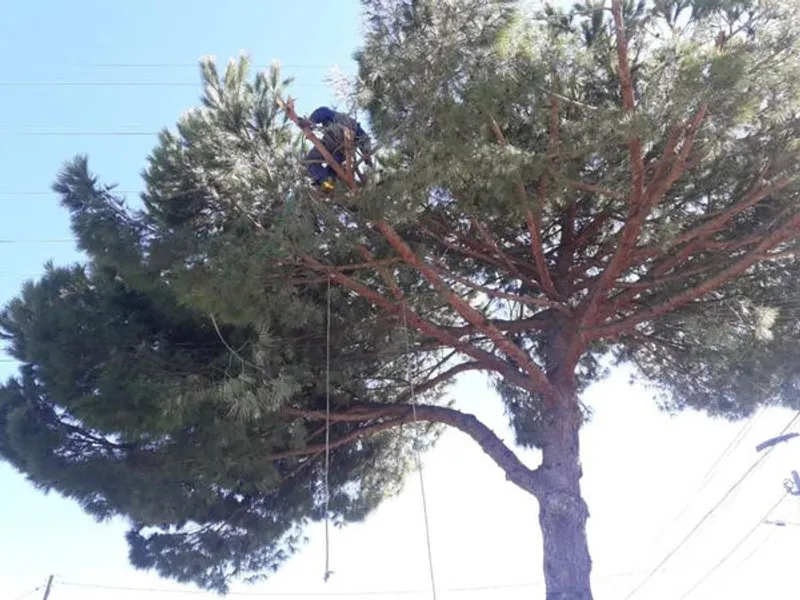 Limpezas de terrenos e abates de árvores 
