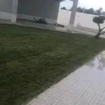 Limpezas de terrenos e abates de árvores  3