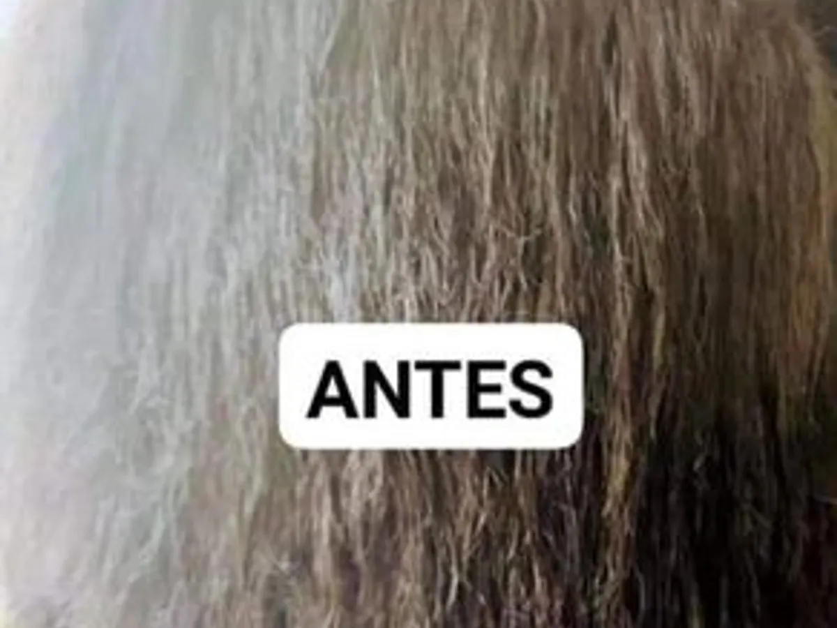 aplicaçao de extensões a domicílio 