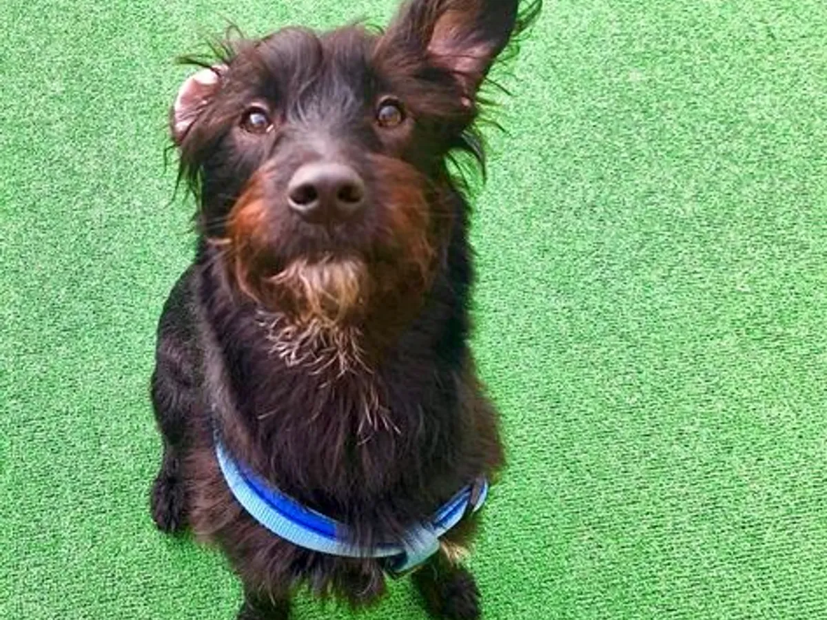 Creche Canina Matosinhos 