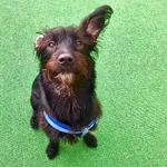 Creche Canina Matosinhos  1