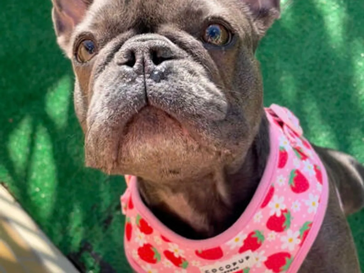 Creche Canina Matosinhos 