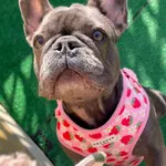 Creche Canina Matosinhos  2