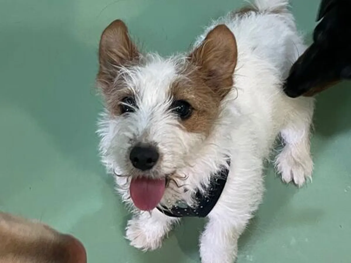 Creche Canina Matosinhos 