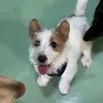 Creche Canina Matosinhos  3