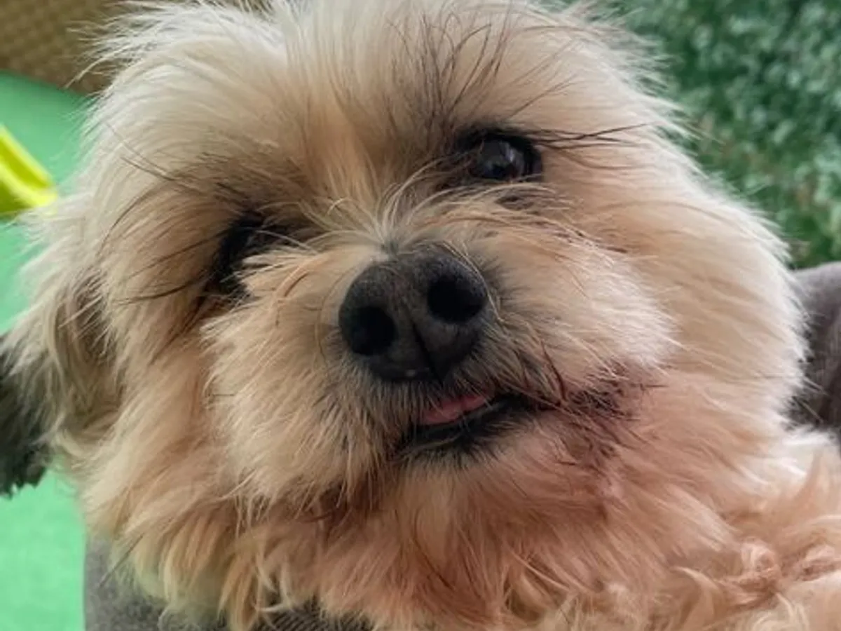 Creche Canina Matosinhos 