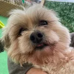 Creche Canina Matosinhos  4