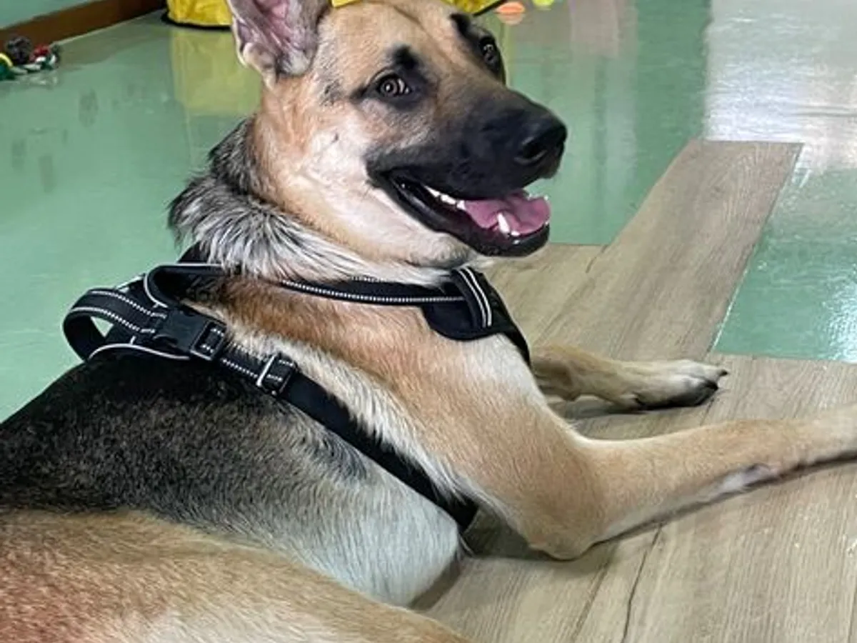 Creche Canina Matosinhos 